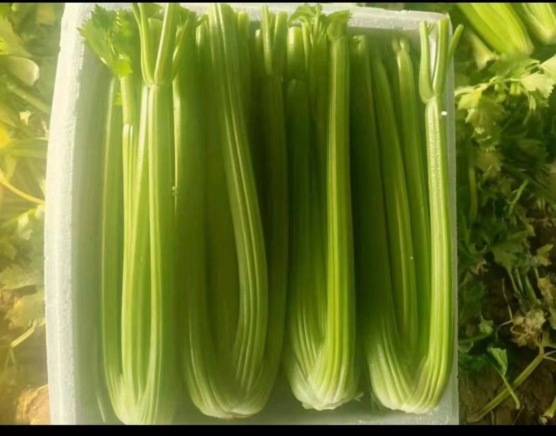 精品芹菜，产地直发，质量保证，欢迎采购。