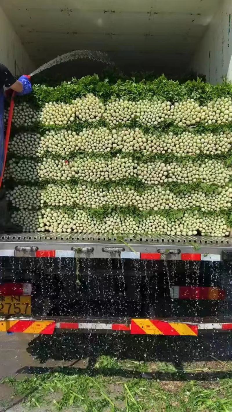 精品芹菜，产地直发，质量保证，欢迎采购。