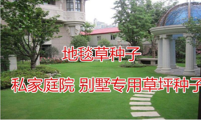 地毯草种子狗牙根马尼拉草坪种子籽四季青护坡草种草籽草种子