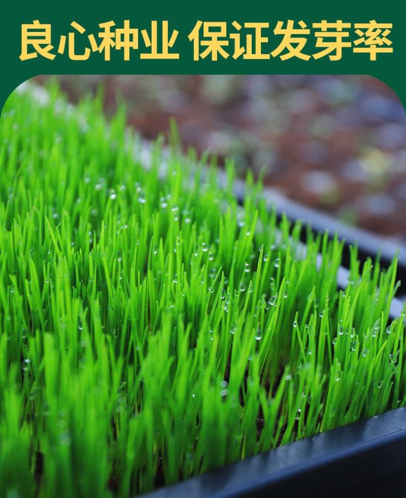 地毯草种子狗牙根马尼拉草坪种子籽四季青护坡草种草籽草种子