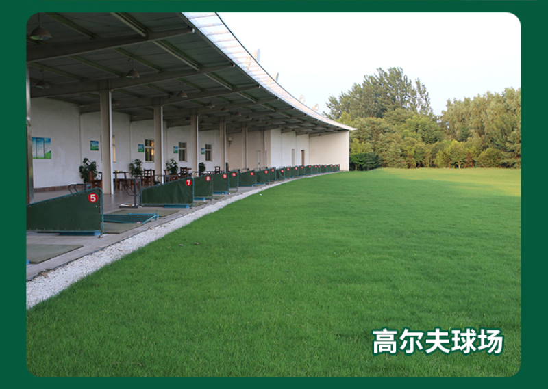 地毯草种子狗牙根马尼拉草坪种子籽四季青护坡草种草籽草种子