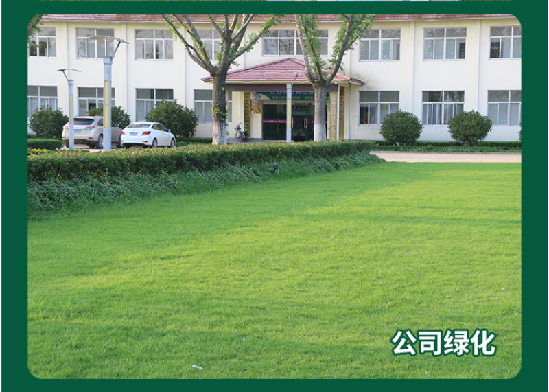 地毯草种子狗牙根马尼拉草坪种子籽四季青护坡草种草籽草种子