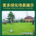 地毯草种子狗牙根马尼拉草坪种子籽四季青护坡草种草籽草种子