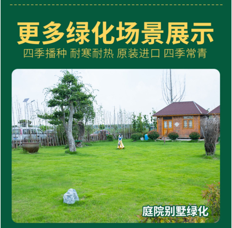 地毯草种子狗牙根马尼拉草坪种子籽四季青护坡草种草籽草种子