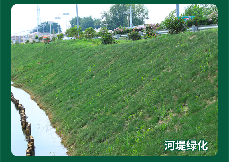 地毯草种子狗牙根马尼拉草坪种子籽四季青护坡草种草籽草种子