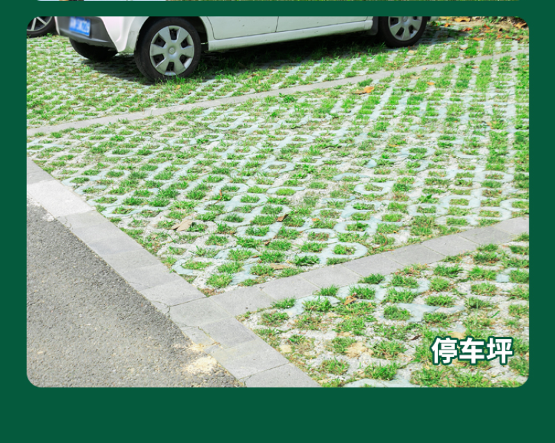 地毯草种子狗牙根马尼拉草坪种子籽四季青护坡草种草籽草种子