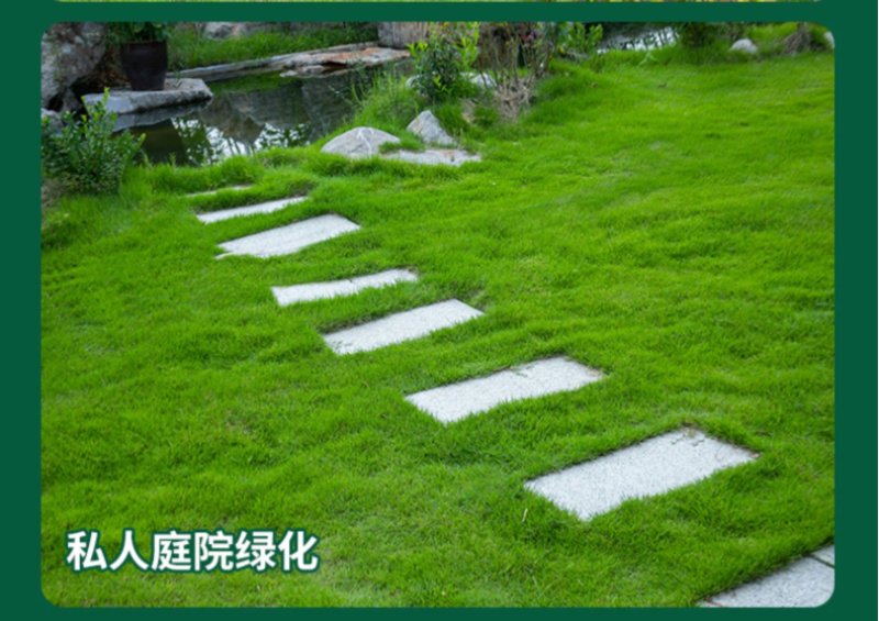 地毯草种子狗牙根马尼拉草坪种子籽四季青护坡草种草籽草种子