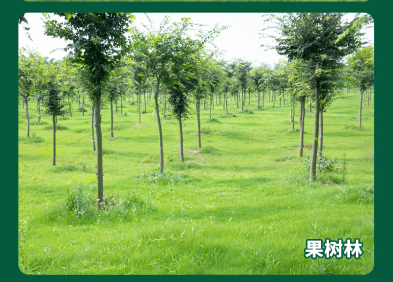 地毯草种子狗牙根马尼拉草坪种子籽四季青护坡草种草籽草种子