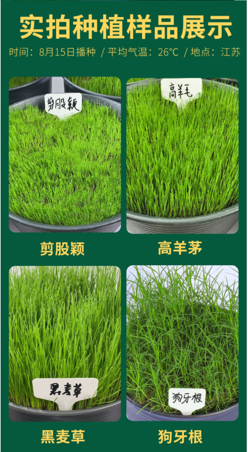 地毯草种子狗牙根马尼拉草坪种子籽四季青护坡草种草籽草种子