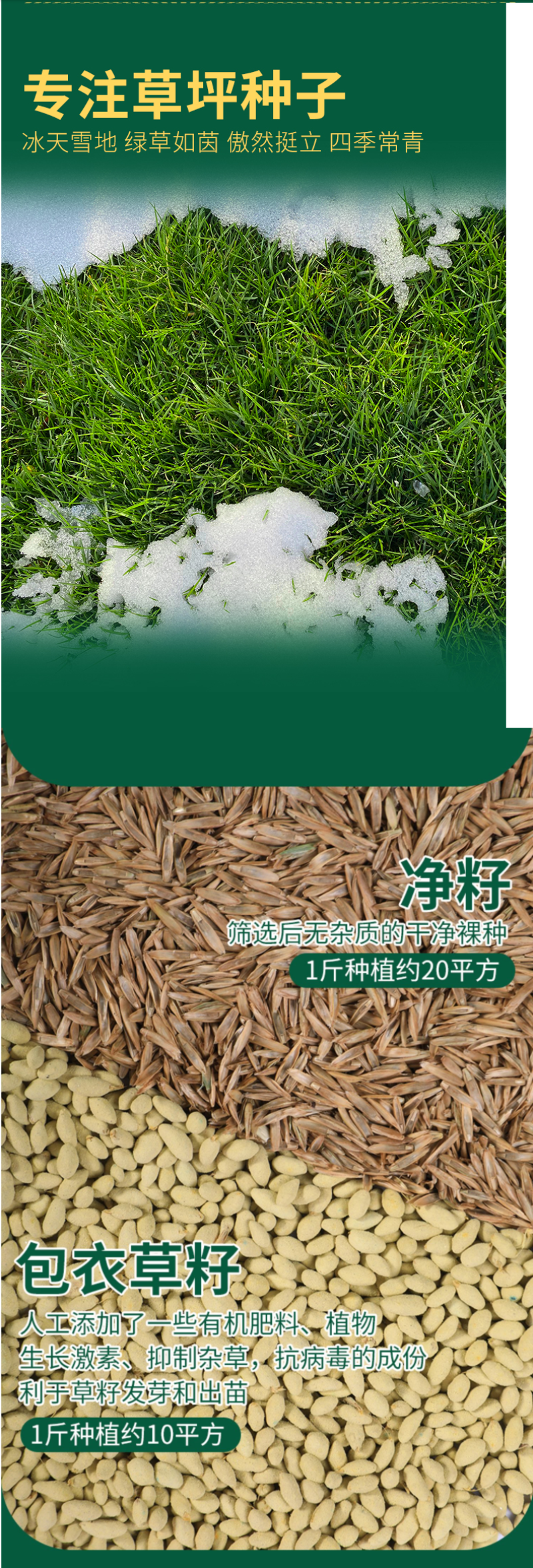 地毯草种子狗牙根马尼拉草坪种子籽四季青护坡草种草籽草种子