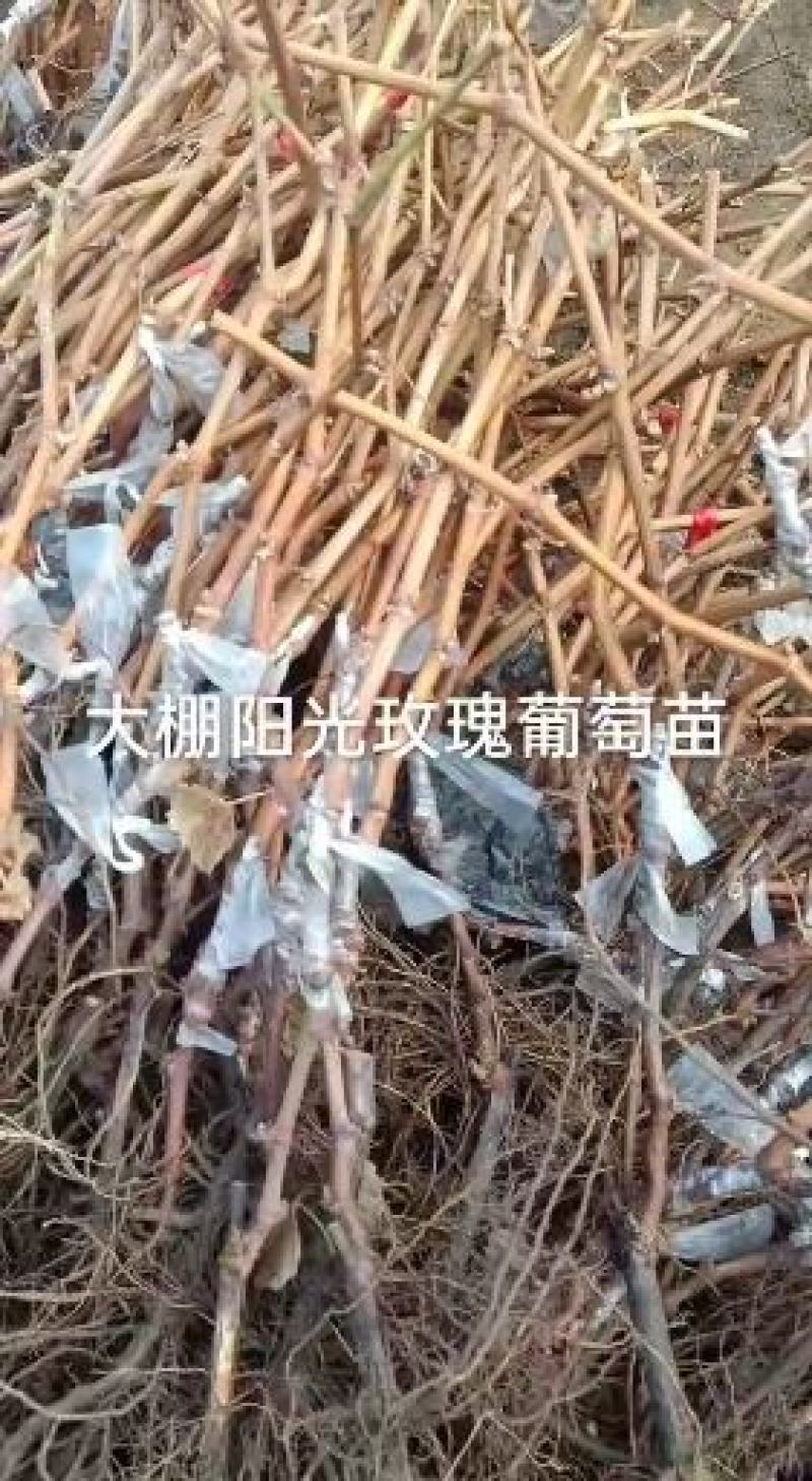 贝达跟嫁接红提葡萄苗30~50cm1年保纯度保成活率