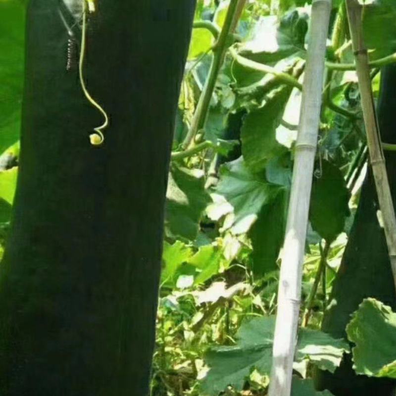 丰产型冬瓜种子瓜形长炮弹形瘦长瓜皮色黑绿肉厚致密柔滑