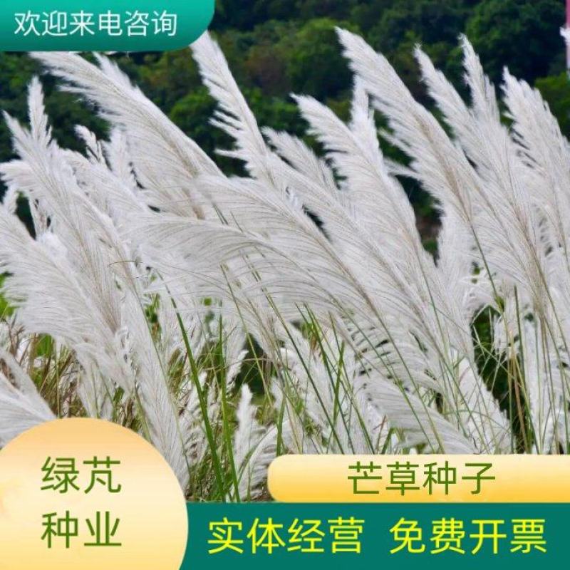 芒草种子野芒草四季种南北方种植野芒草植物易种草籽新籽