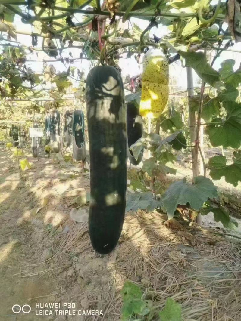 丰产型冬瓜种子瓜形长炮弹形瘦长瓜皮色黑绿肉厚致密柔滑