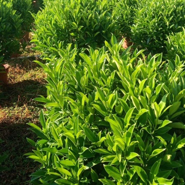 非洲茉莉球，基地直销，现货图片