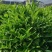 非洲茉莉球，基地直销，现货图片
