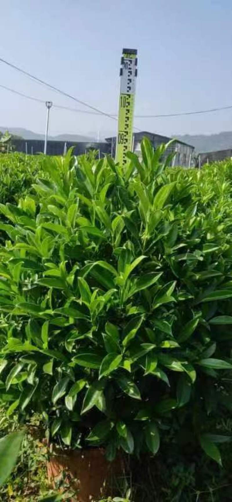 非洲茉莉球，基地直销，现货图片