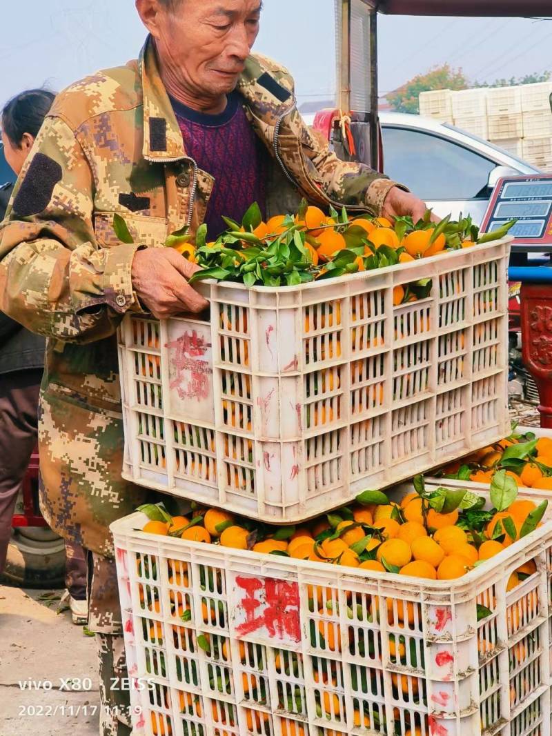 湖北精品小叶桔，口感纯甜，入口化渣，皮薄多汁，果面干净。