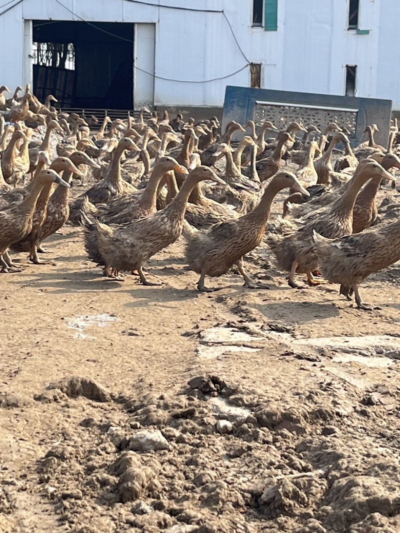 金陵老鸭