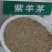 紫羊茅草种冷季型草坪种子庭院草坪道路护坡固土