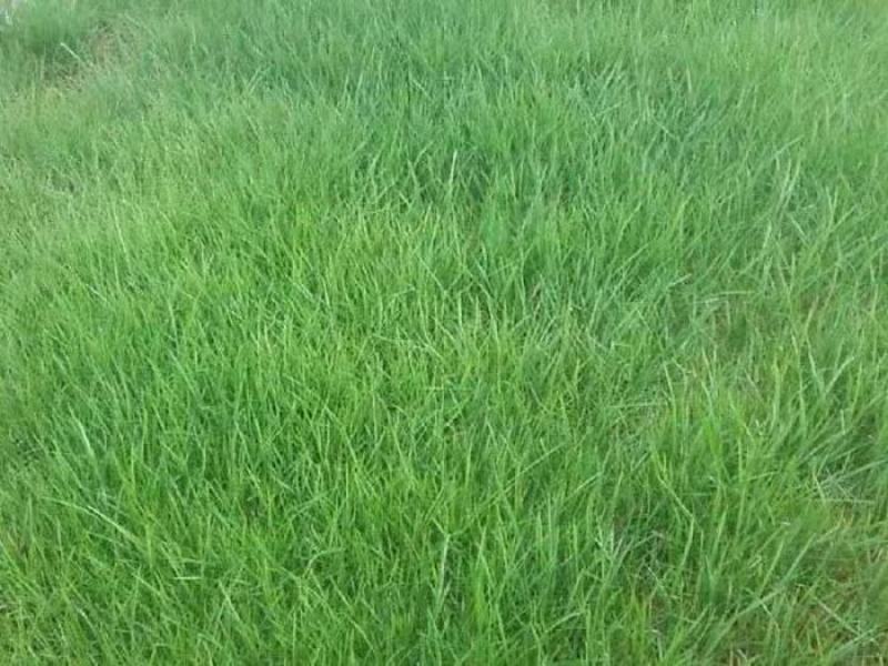 紫羊茅草种冷季型草坪种子庭院草坪道路护坡固土