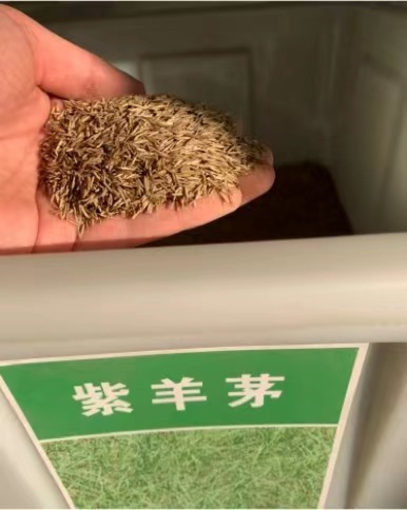 紫羊茅草种冷季型草坪种子庭院草坪道路护坡固土