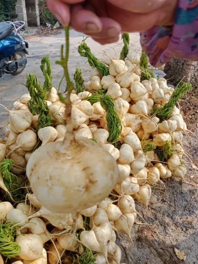 豆薯