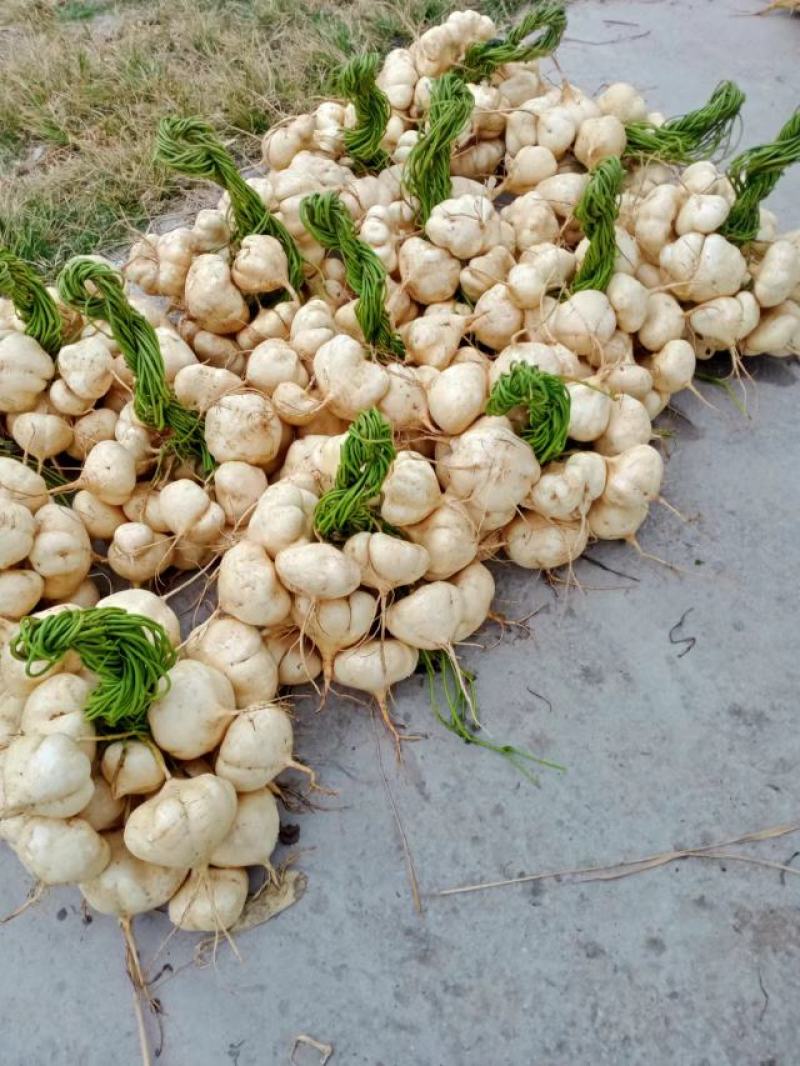 豆薯