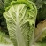 3号白菜
