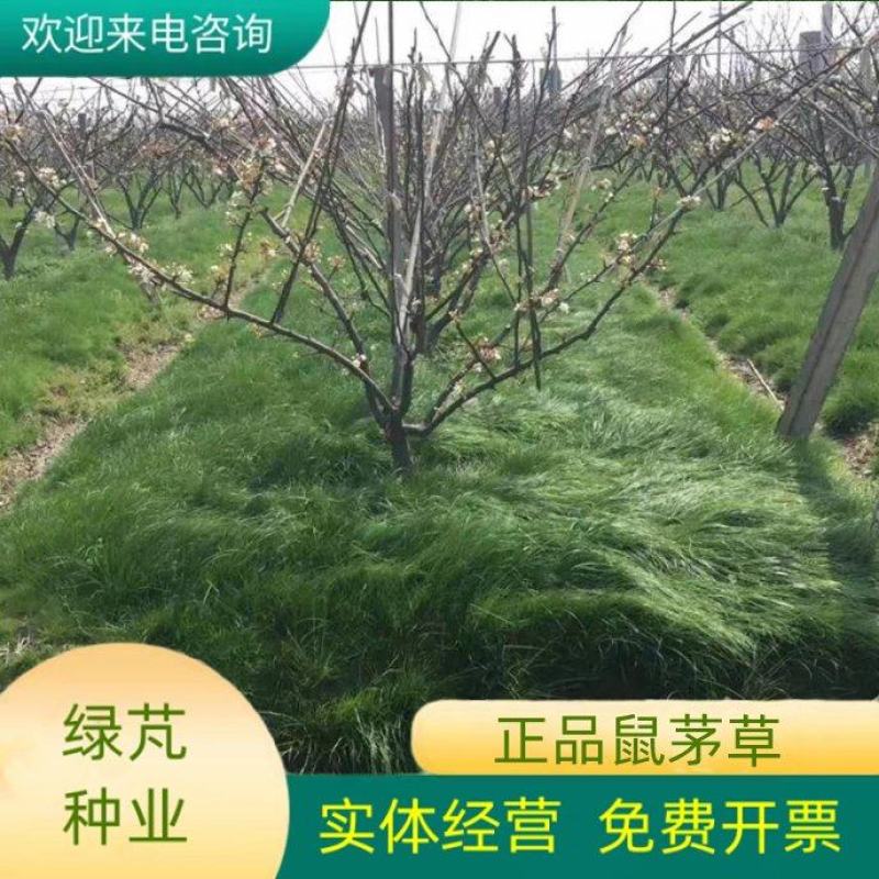 鼠茅草种子果园树林绿肥种子鼠茅草种子正品种子