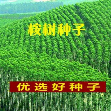 速生桉树种子巨桉广林9号割油桉树杏仁桉种子行道树种