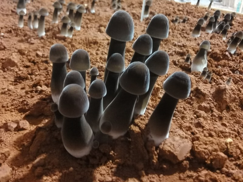 黑皮鸡枞菌