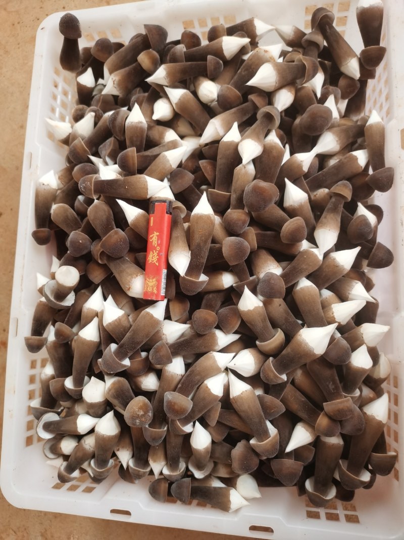 黑皮鸡枞菌