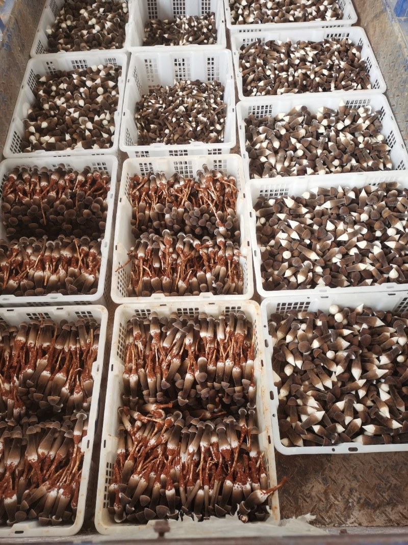 黑皮鸡枞菌