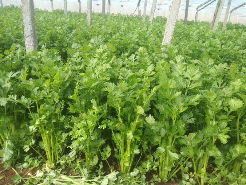 优质玻璃翠芹菜