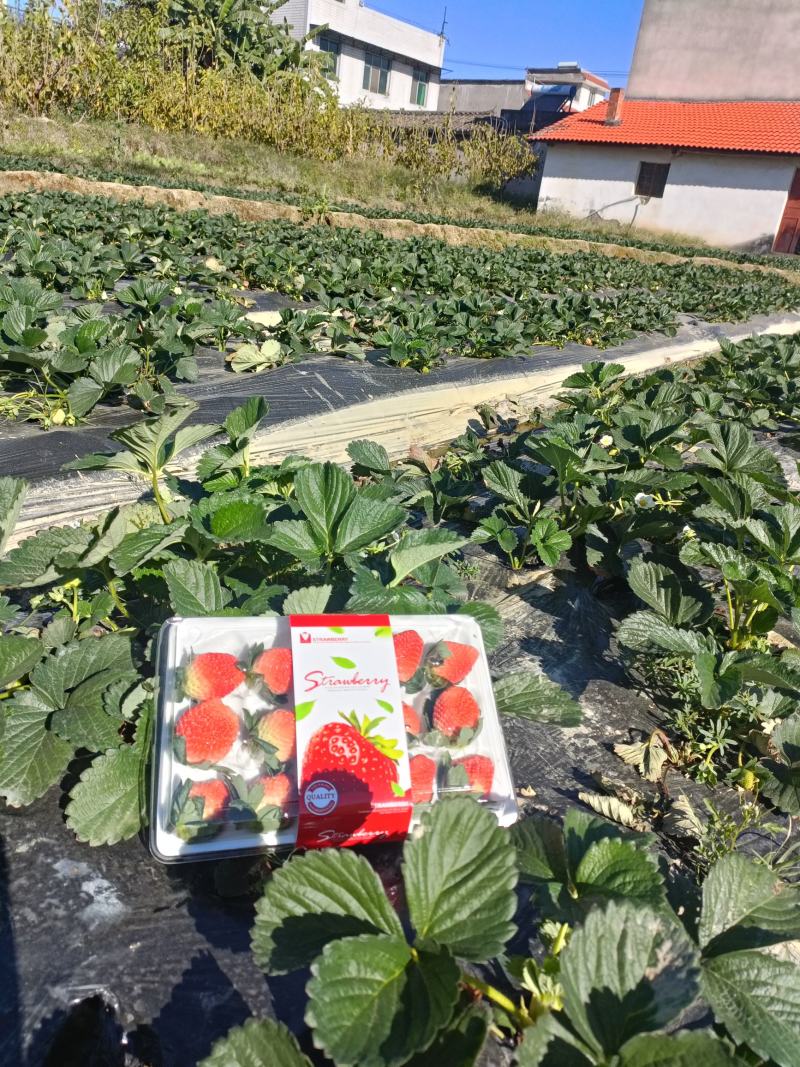 牛商推荐大凉山露天红颜牛奶草莓全国电商一件代发社区团购