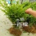 【基地批发】精品水蜡苗对接绿化园林品质保证根系发达