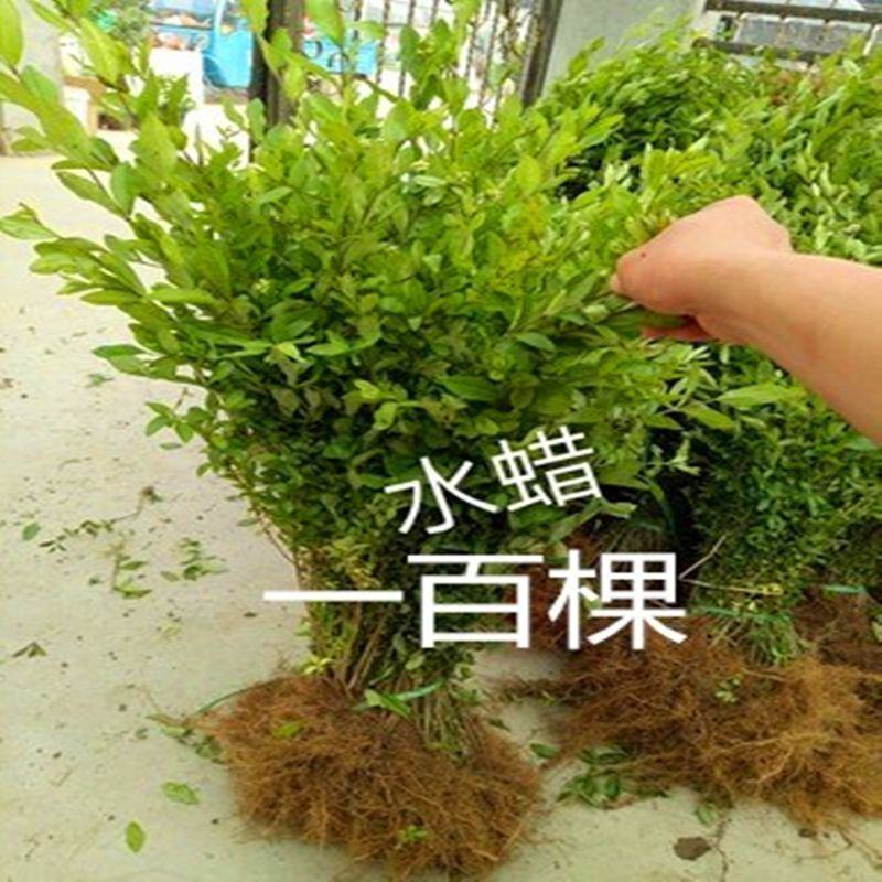 【基地批发】精品水蜡苗对接绿化园林品质保证根系发达