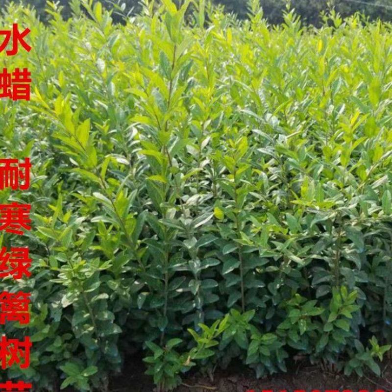 【基地批发】精品水蜡苗对接绿化园林品质保证根系发达