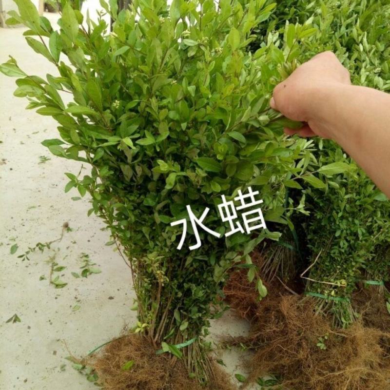 【基地批发】精品水蜡苗对接绿化园林品质保证根系发达