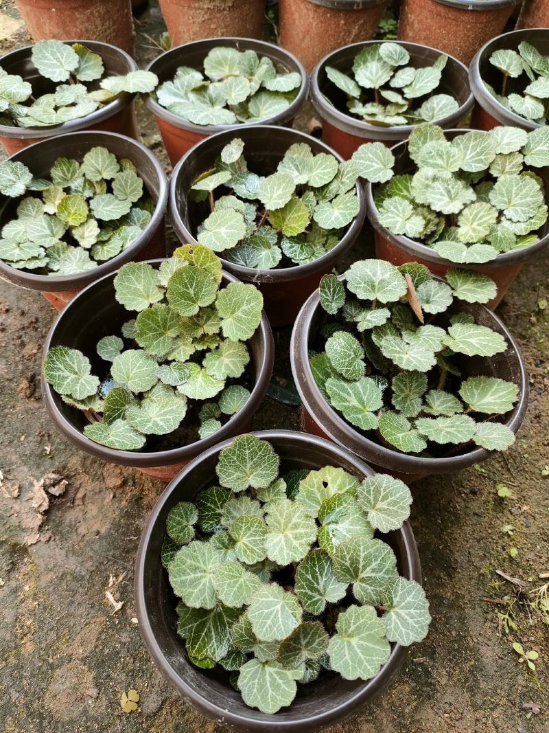 虎耳草杯苗虎耳草苗虎耳草双色杯苗虎耳草基地常年大量提供