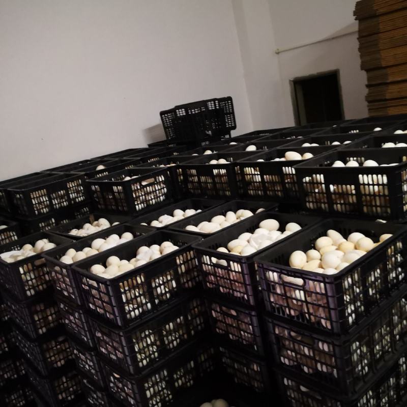 【精品鹅蛋】广东农批鹅蛋品质保证全国发货欢迎咨询