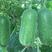 杜绝假货冬瓜种子小冬瓜籽早春青绿色菜籽蔬菜种子厂家直发