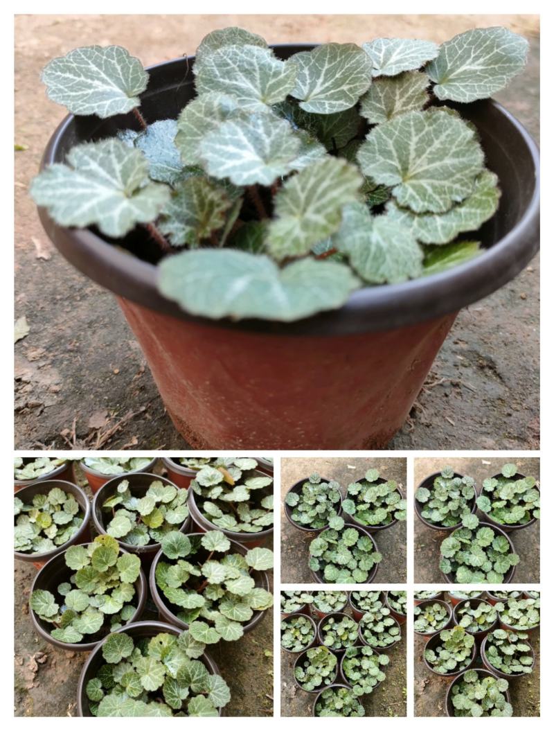 虎耳草双色杯苗虎耳草苗虎耳草种苗基地常年大量提供