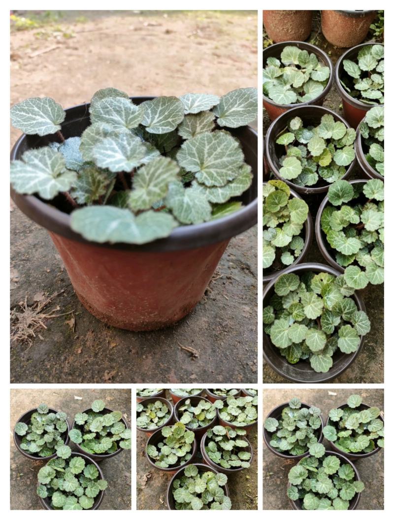 虎耳草双色杯苗虎耳草苗虎耳草种苗基地常年大量提供