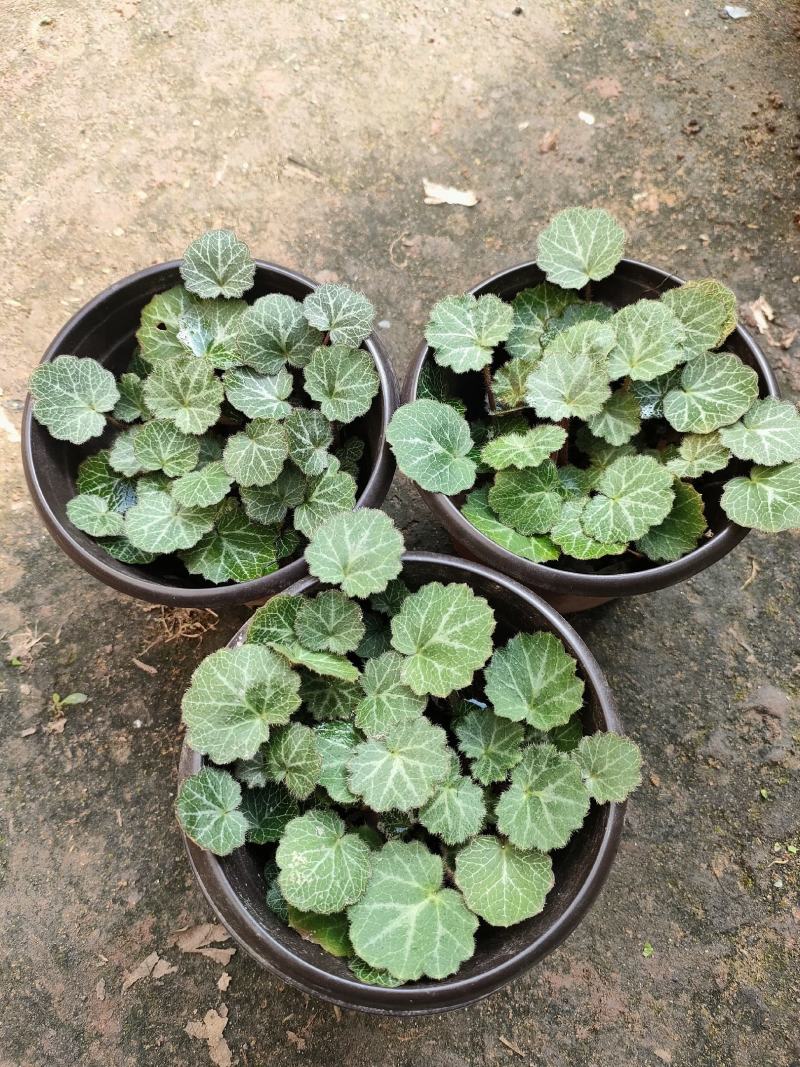 虎耳草双色杯苗虎耳草苗虎耳草种苗基地常年大量提供