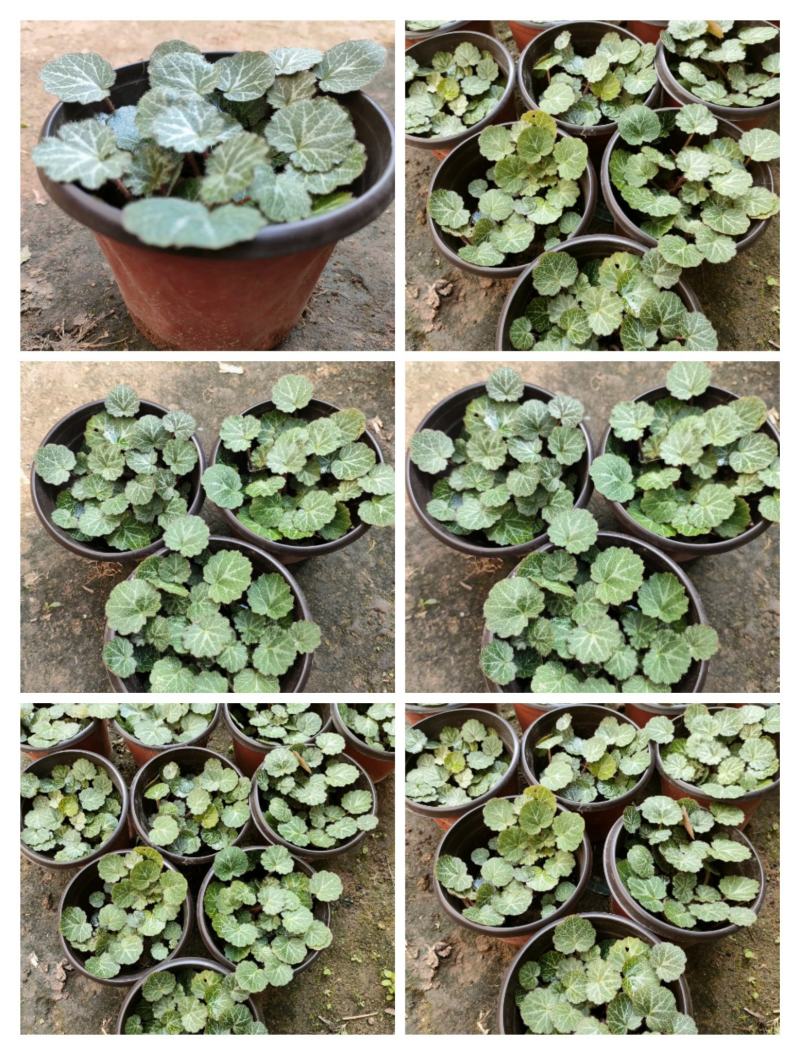虎耳草双色杯苗虎耳草苗虎耳草种苗基地常年大量提供