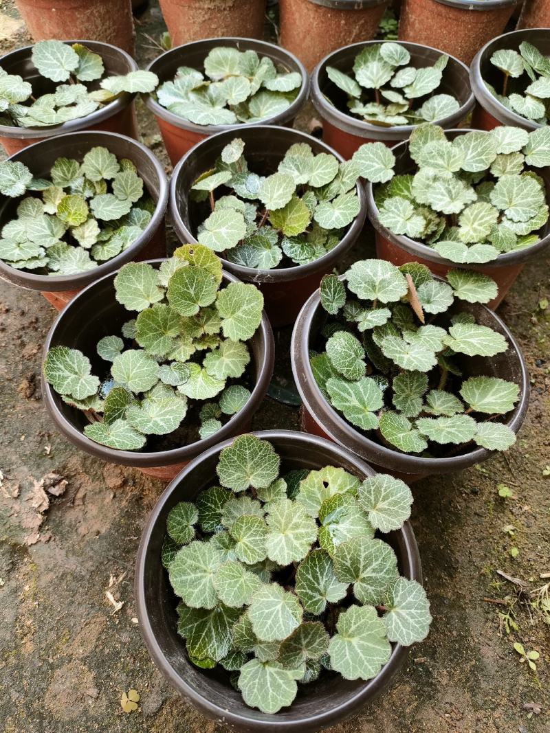 虎耳草双色杯苗虎耳草苗虎耳草种苗基地常年大量提供