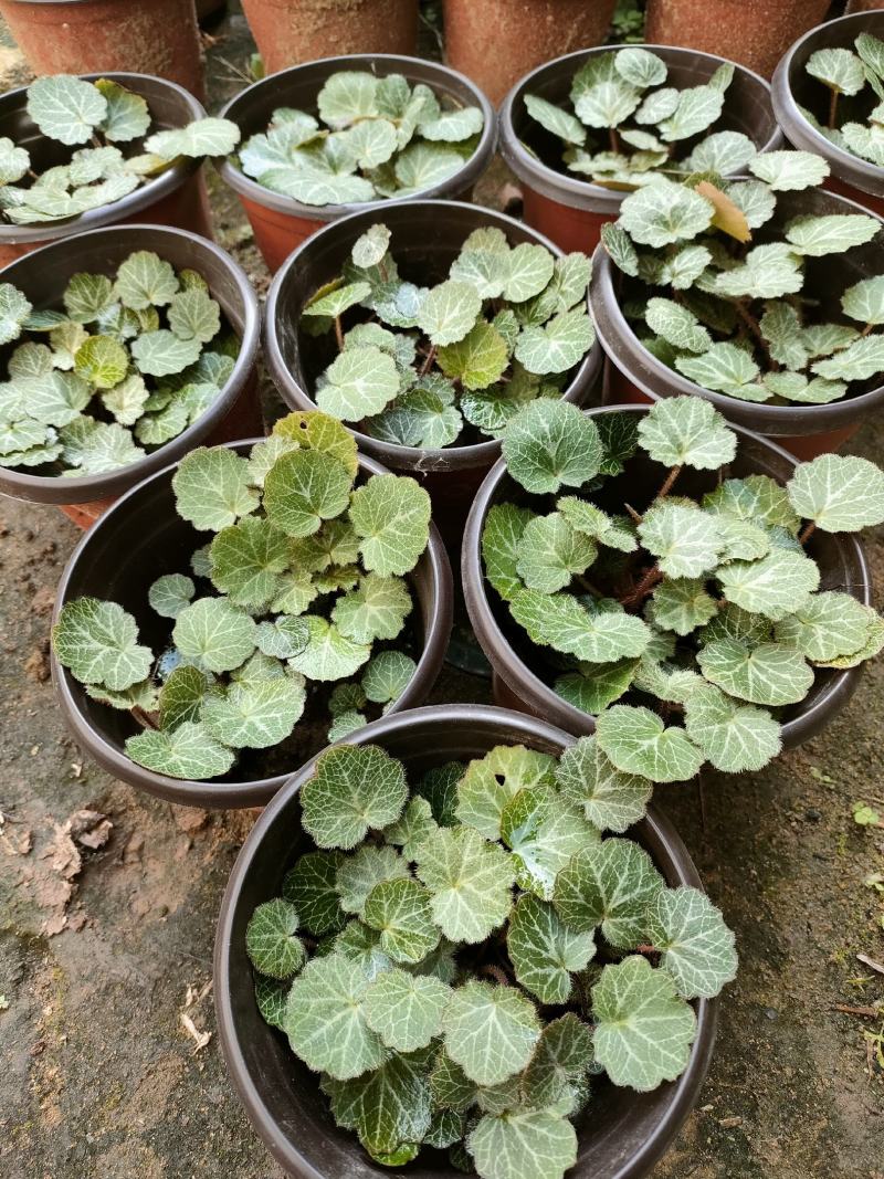 虎耳草双色杯苗虎耳草苗虎耳草种苗基地常年大量提供