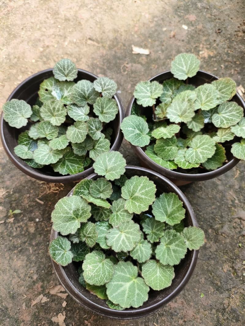 虎耳草双色杯苗虎耳草苗虎耳草种苗基地常年大量提供